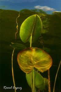 water lily growing by Raoul Caprez 